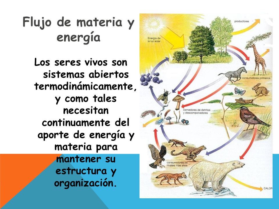 Flujo De Materia Y Energia En Los Ecosistemas Compartir Materiales